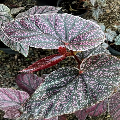 BEGONIA BREVIRIMOSA SSP EXOTICA - FOLIAGE | | BEGONIA BREVIRIMOSA SSP ...