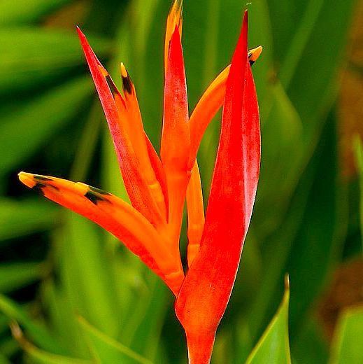 HELICONIA PSITTACORUM FUCHSIA - FOLIAGE | | HELICONIA PSITTACORUM ...