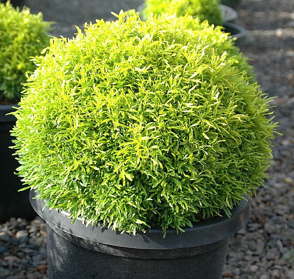  EUODIA  HORTENSIS GOLD NUGGET SHRUB EUODIA  HORTENSIS 