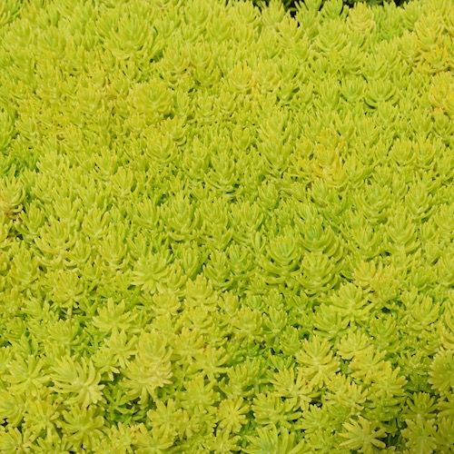 SEDUM MEXICANUM GOLD MOUND - GROUND COVER | SEDUM MEXICANUM GOLD MOUND ...