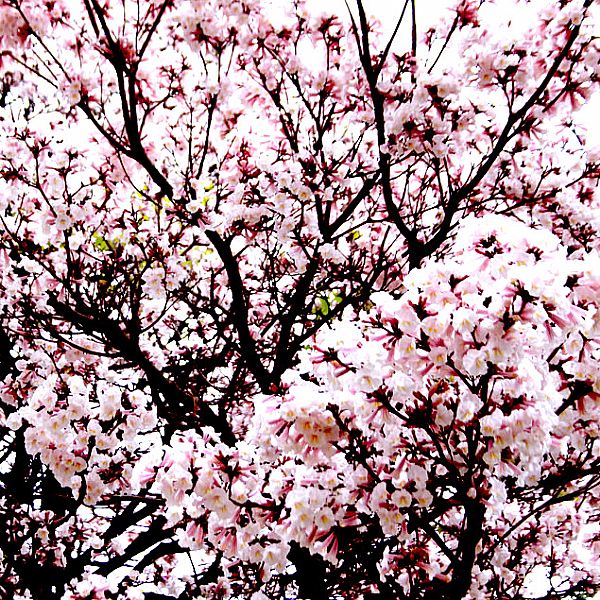 TABEBUIA ROSEO- ALBA (PALE PINK) - TREE | TABEBUIA ROSEO ALBA;Item;2887