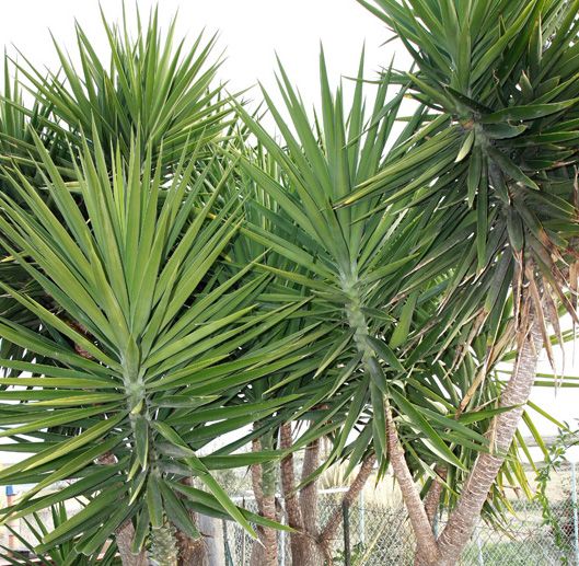 YUCCA GUATEMALENSIS ELEPHANTIPES - SUCCULENT | | YUCCA GUATEMALENSIS ...