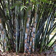 DARWIN PLANT WHOLESALERS ,BAMBOO,BEDDING,CREEPERS,CYCAS,FERNS,FOLIAGE ...