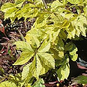 Bougainvillea glabra